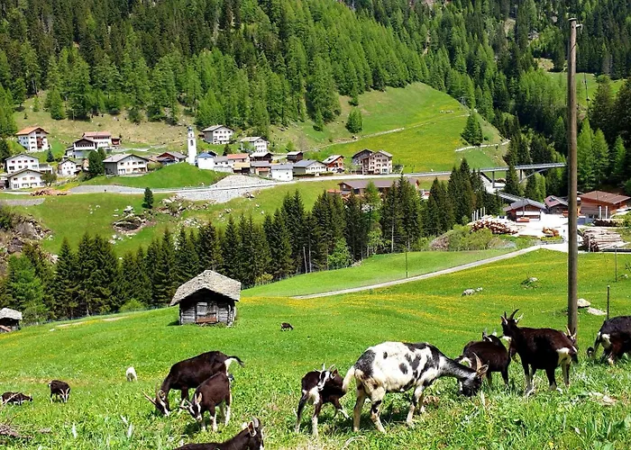 Alpenrose Innerferrera